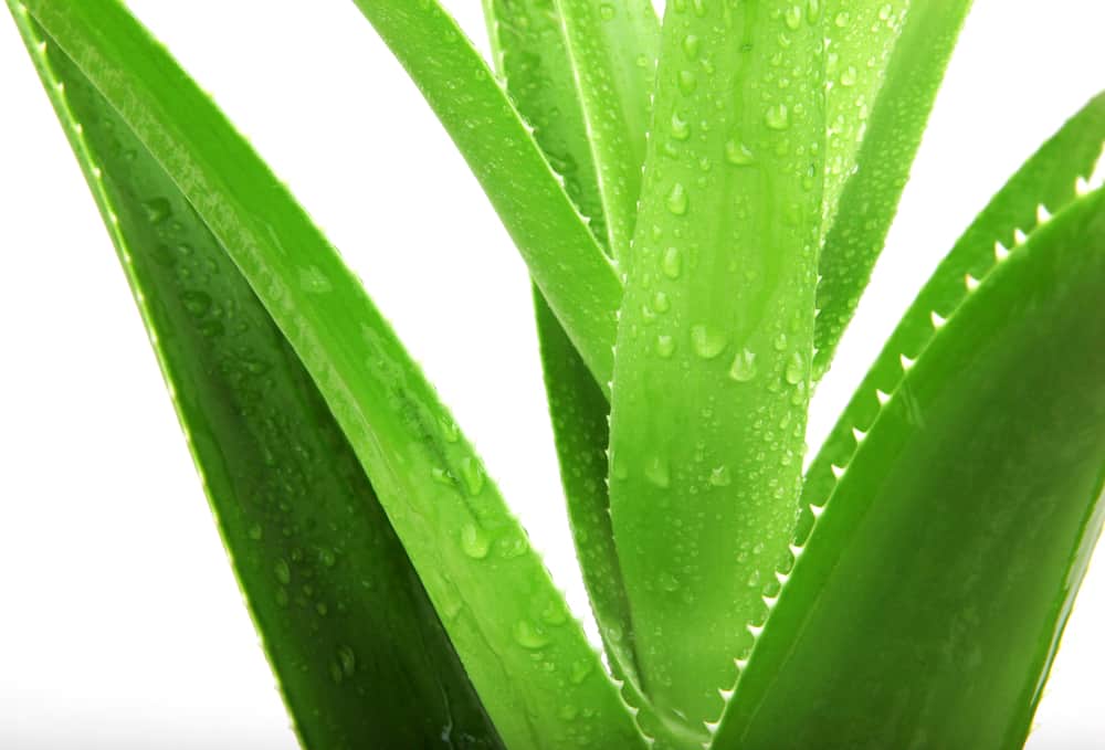 Image of Aloe Vera Plant with gel